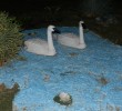 DSCN4442